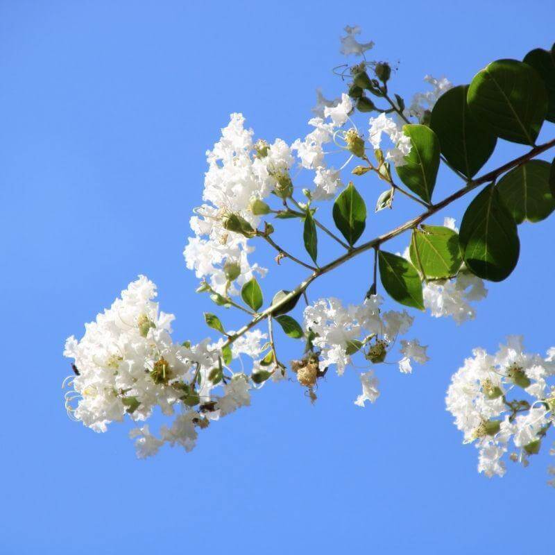 Crape Myrtle Natchez