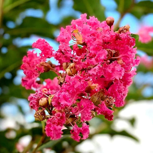Crape Myrtle Tuscarora