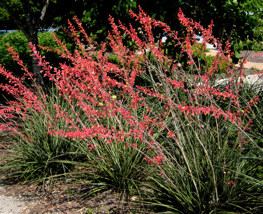 Yucca Red