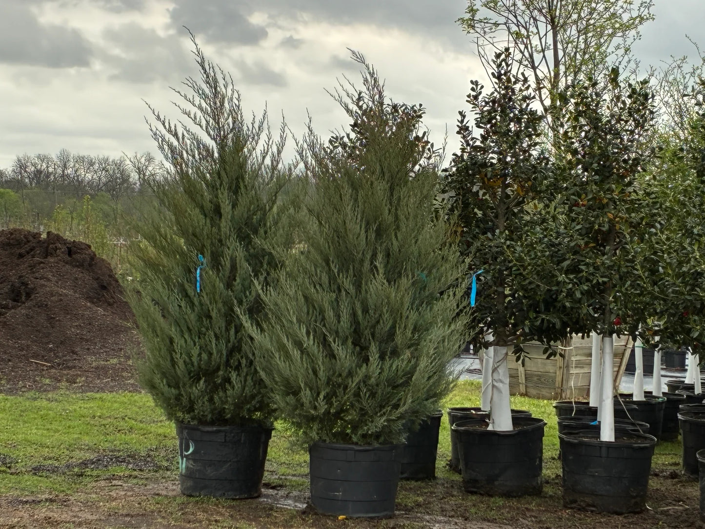 Eastern Red Cedar Burkii