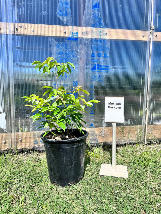 Mexican Buckeye Texas Native