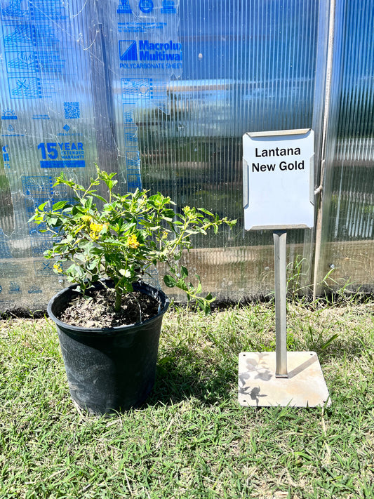 Lantana New Gold