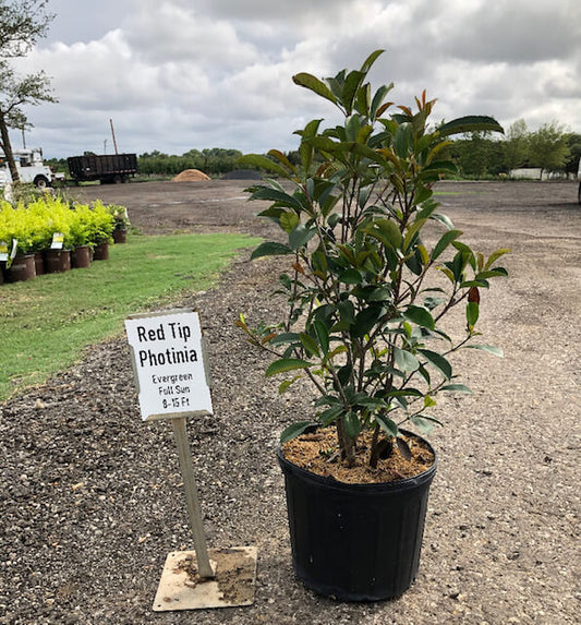 Photinia Red Tips
