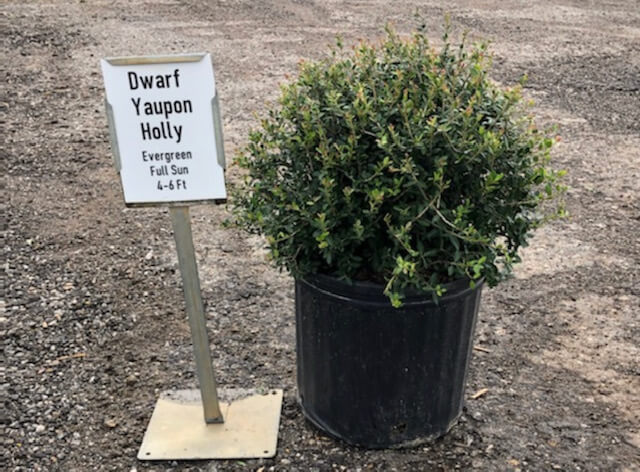 Holly Dwarf Yaupon