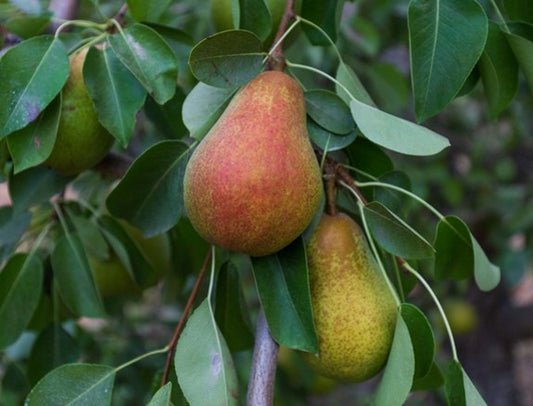 Pear Warren