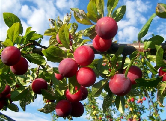 Plum Santa Rosa