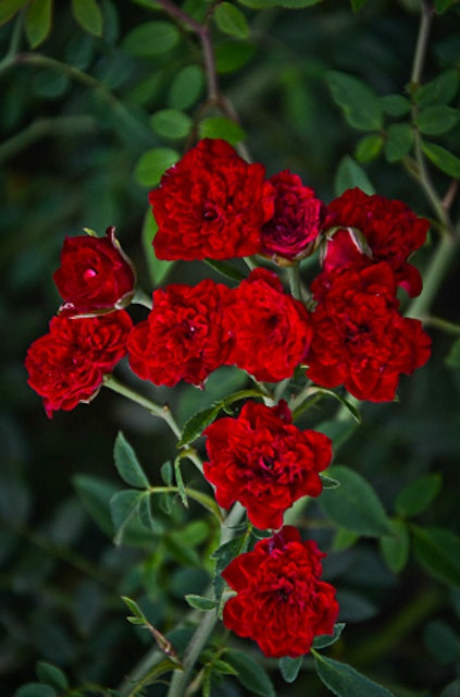 Carpet Rose Red Cascade