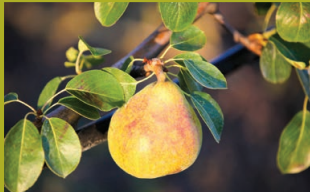 Pear Shinko Asian