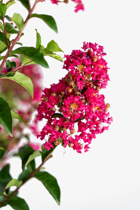 Crape Myrtle Tonto