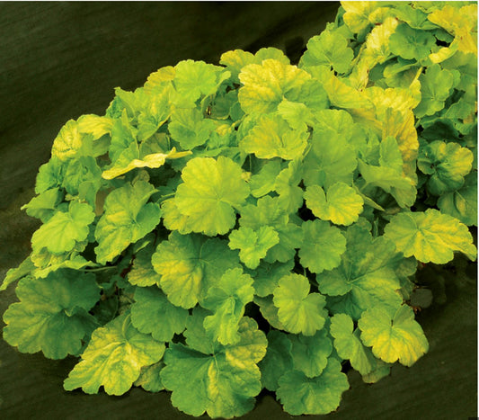 Heuchera Northern Exposure™ ‘Lime