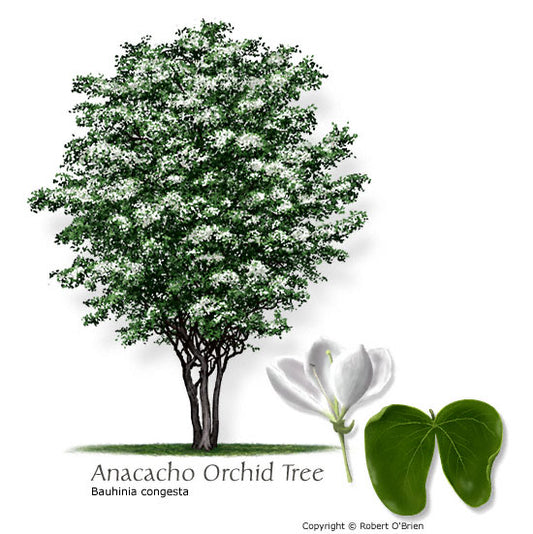 Anacacho Orchid Tree