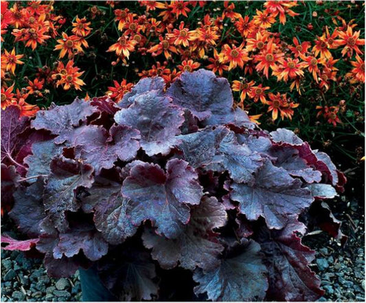 Heuchera Northern Exposure™ ‘Black