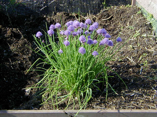 Chives