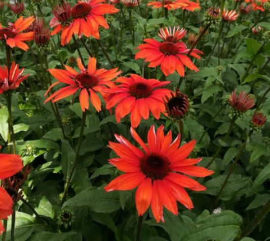 Echinacea 'Panama™ Red'