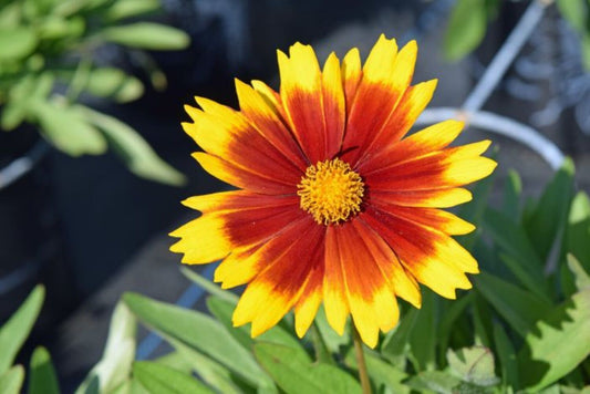 Coreopsis g. 'Uptick Gold & Bronze'