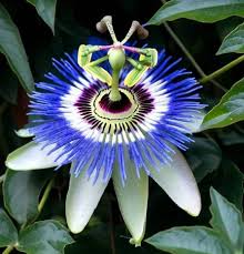 Passiflora c. 'Blue Crown'