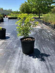 Wax Myrtle Dwarf