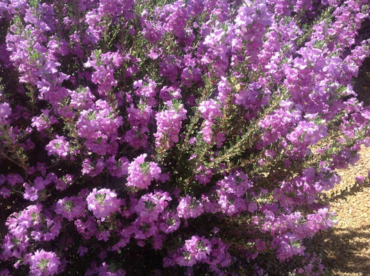 Leucophyllum 'Heavenly Cloud' "TX Sage"
