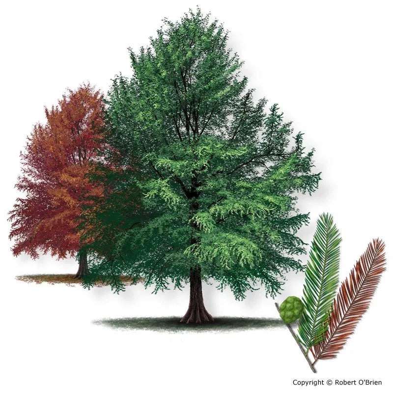 Cypress Bald