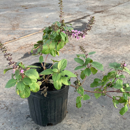 Basil Holy
