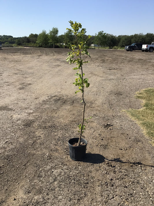Oak Bur