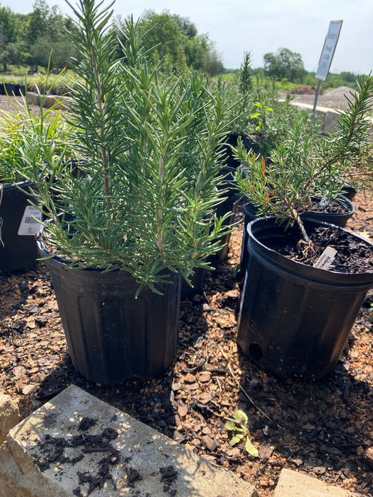 Rosemary Upright