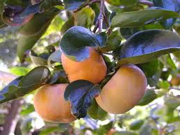 Persimmon Common American