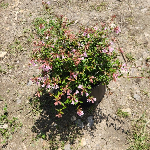 Abelia