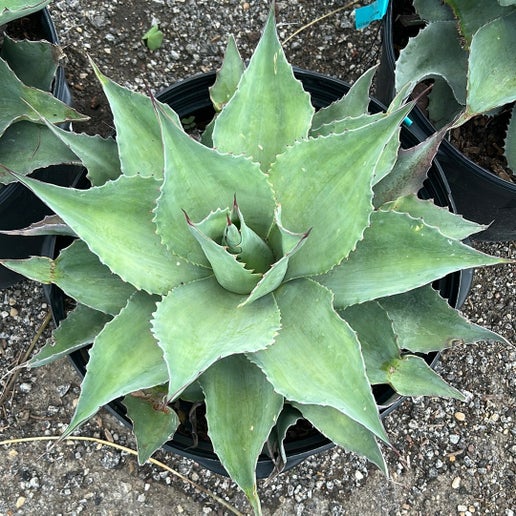 Agave Whale's Tongue