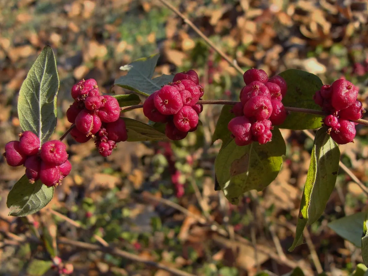 Coralberry