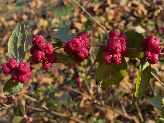 Coralberry