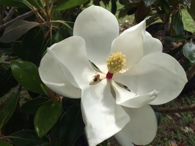 Magnolia Little Gem