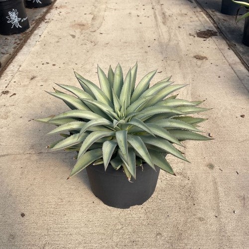 Mangave 'Frosted Elegance'