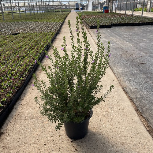 Leucophyllum 'Heavenly Cloud' "TX Sage"