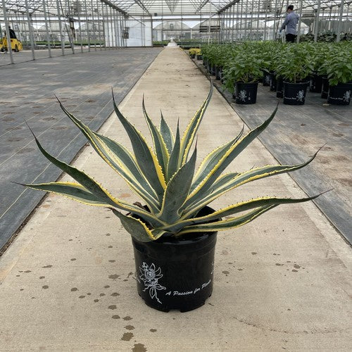 Agave americana 'Opal'