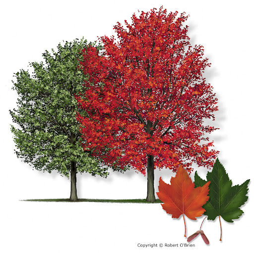 Maple Brandywine