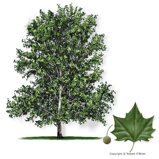 Sycamore American