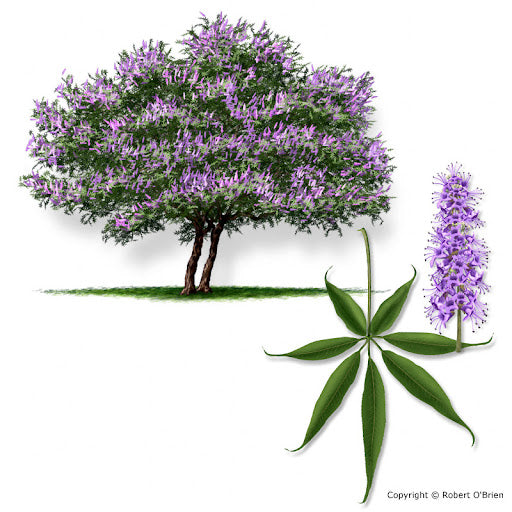 Vitex
